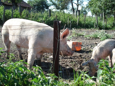 Das sind glückliche Schweine! 
