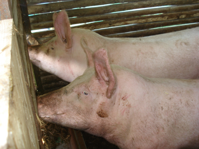 Schweinehaltung am Gehrenberg