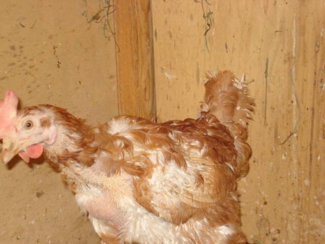 Hühner aus dem Hühnerhof mit Bodenhaltung