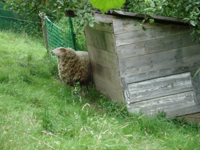Schaf mit dicker Wolle