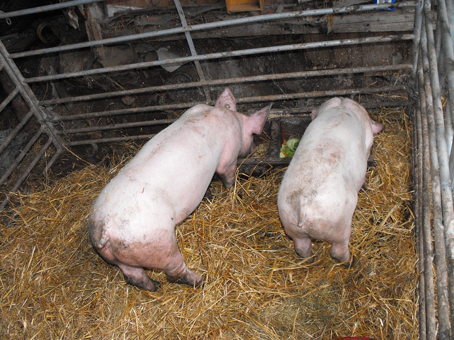 Schweinepaar sucht dringend lebenslanges Zuhause