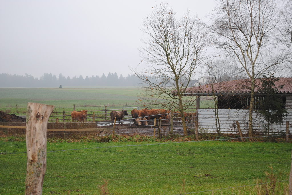 Rinderhaltung im Kreis Ravensburg