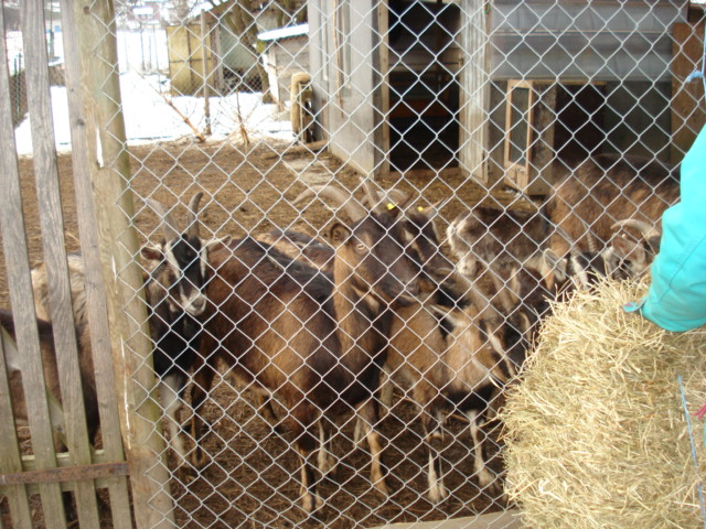 Bannegg-Ziegen wohnen jetzt in Tettnang