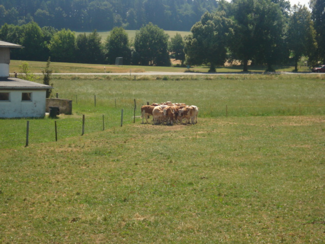 Viehherde bei Bad Saulgau