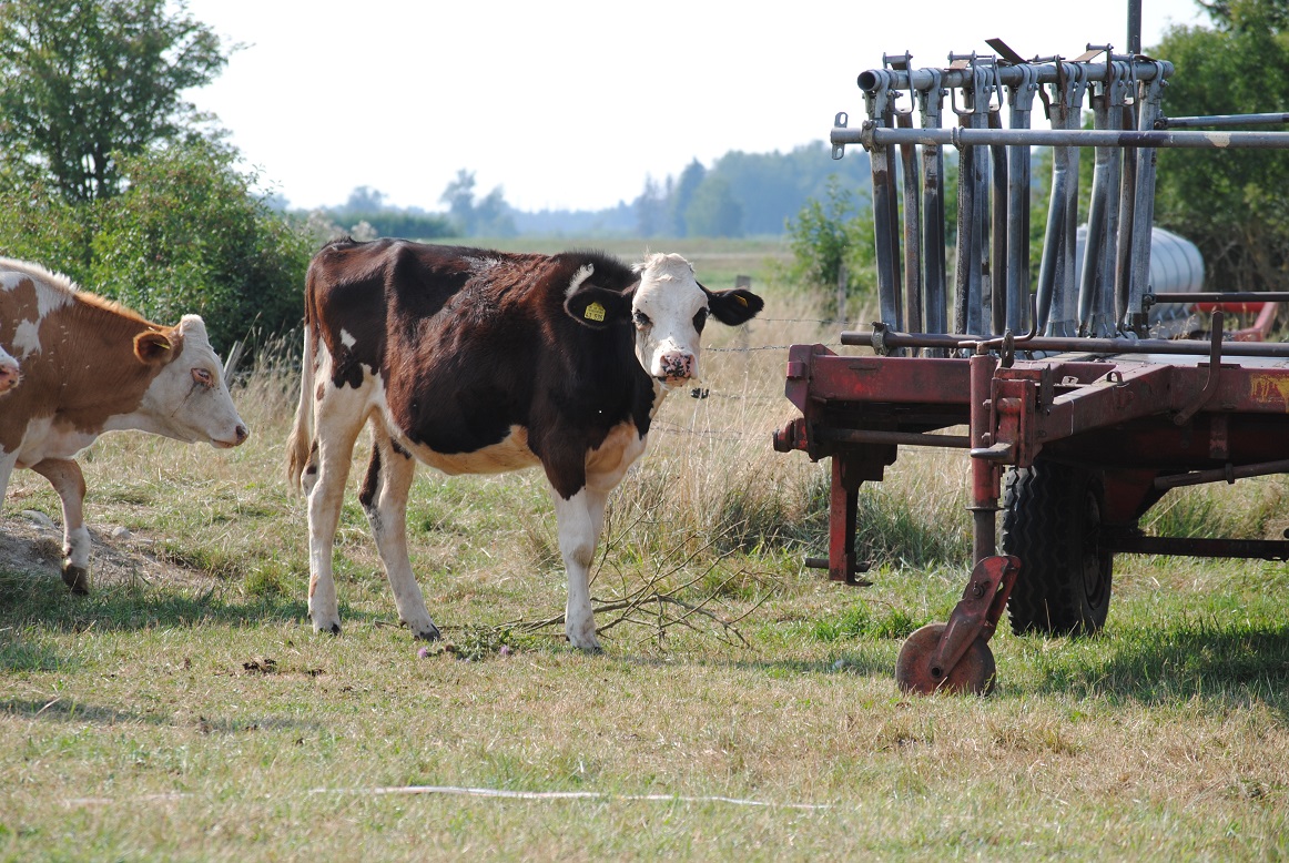 Rinderhaltung  in der Sonne ebenfalls im Kreis Sigmaringen