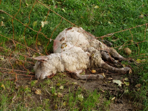 Üble Schafshaltung im Kreis Biberach