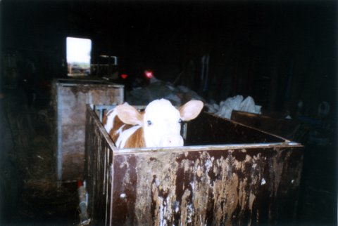 Tierquälerische Haltung von Kälbern, Schweinen und Rindern