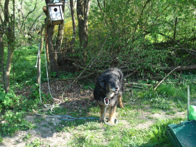 Hundehaltung in Weingarten